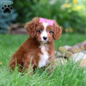 Summer, Cavapoo Puppy